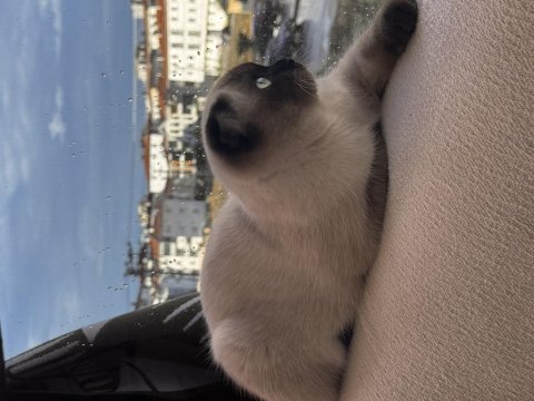 Scottish fold kısır değildir