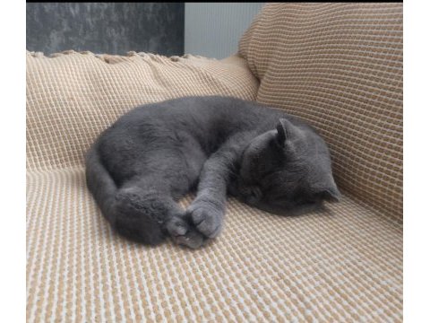 Ücretsiz sahiplendirme scottish fold