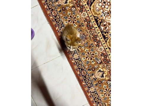 Sarı yavru kedim