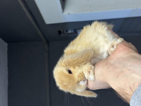 Veterinerde hollanda lop mini lop cüce tavşan yavrular