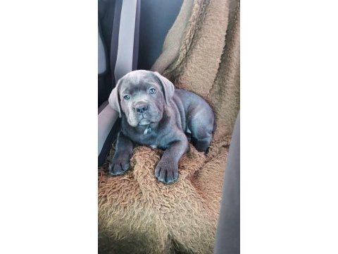 Dev cane corso yavrular