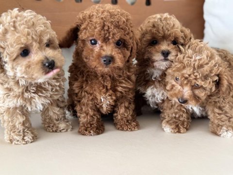 Ankaranın  en seçkin maltipoo yavruları