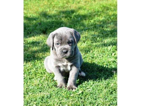 Premium cane corso yavruları