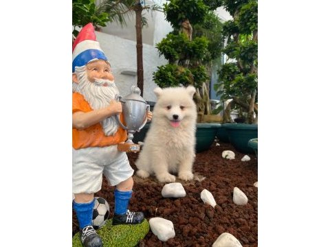Burkemden a kan samoyed yavruları