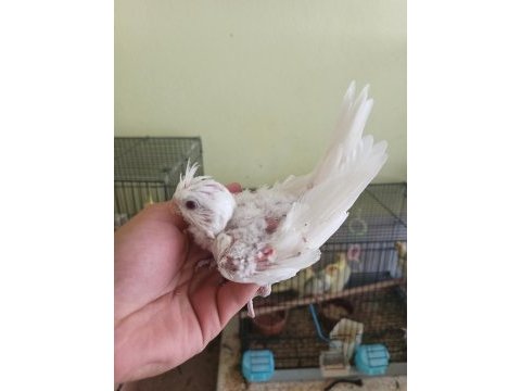 Ele yatkın sultan papağanı yavruları damızlıklar