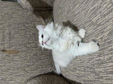 British longhair 60 günlük