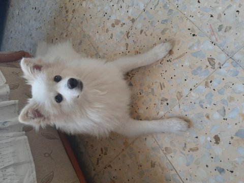 7 aylık alman tilki pomeranian