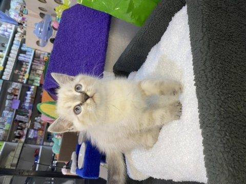 British shorthair erkek yavru