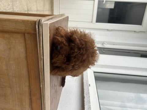Eşleşme ilanıdır toy poodle kore kan erkek yavrumuz