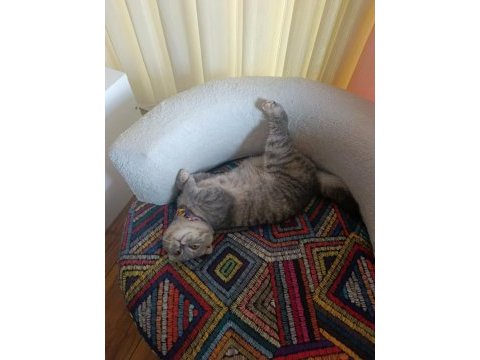 Scottish fold luna kızımıza yuva arıyoruz