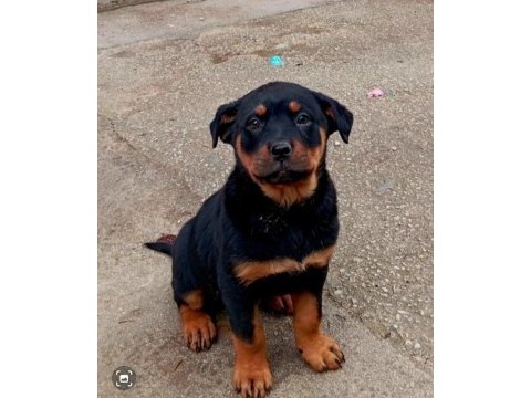 Sahibinden koca kafa orjinal rottweiler