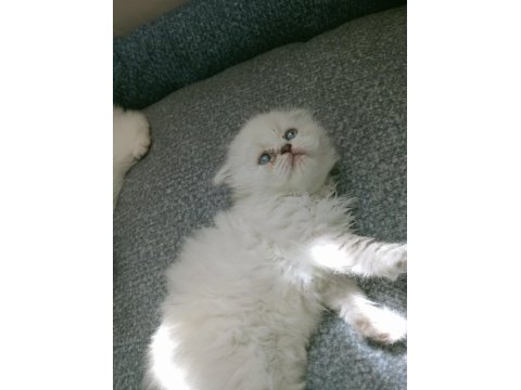 Mavi gözlü british longhair bebeğim