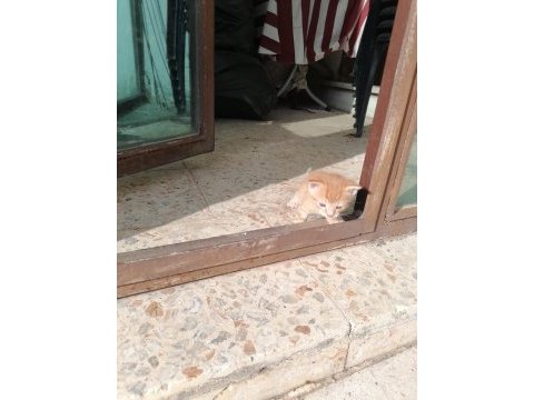 1 bucuk aylık sarman erkek
