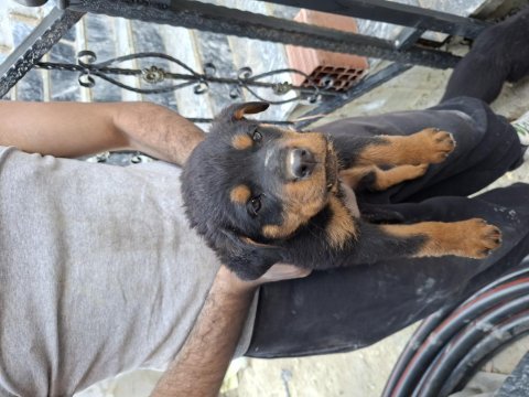 Son yavru köpeğimiz
