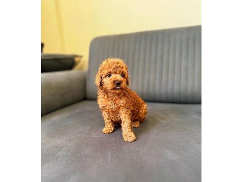 Toy poodle red brown yavrular
