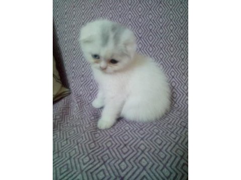 Scottish fold yavru