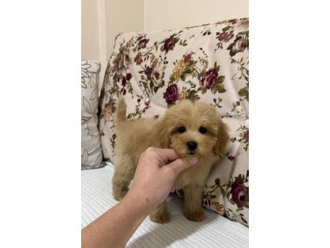Mini boy maltipoo