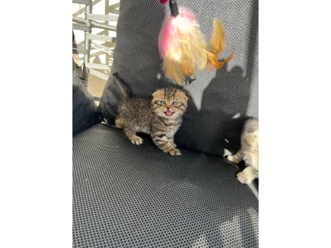 Dişi erkek scottish fold