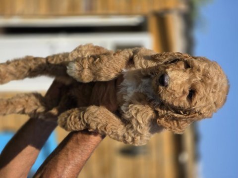 Labradoodle yavrularımız