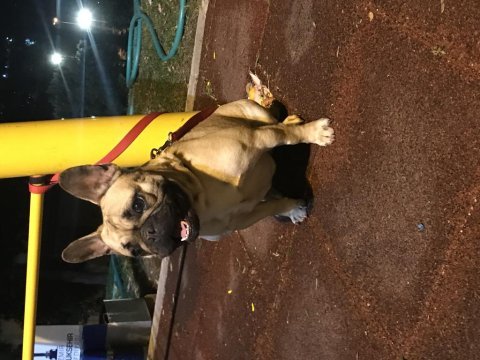 Safkan yetişkin dişi french bulldog