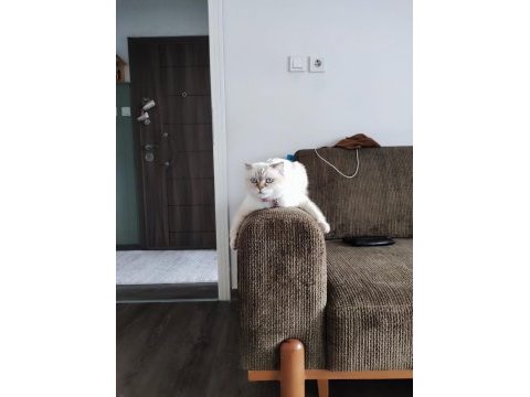 3 yaşında ki scottish fold kızıma sıcak bir yuva