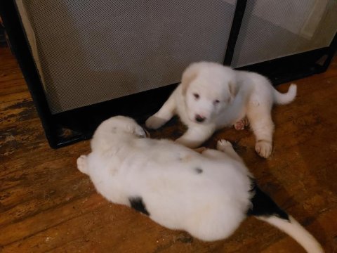 Alabai puppies