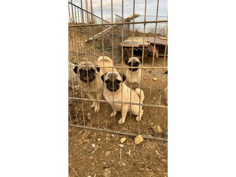 İki dişi ve bir erkek pug