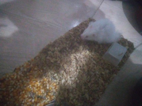 Kar beyaz hamster