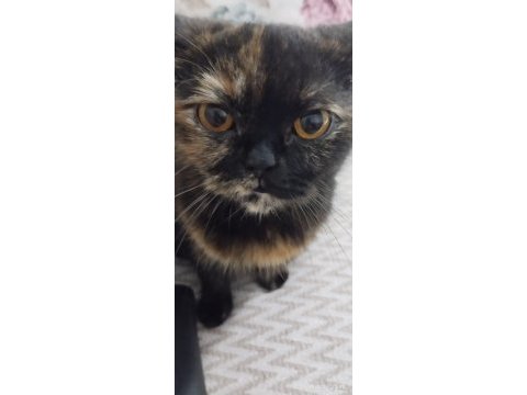 1 yaşında british longhair kısır değildir