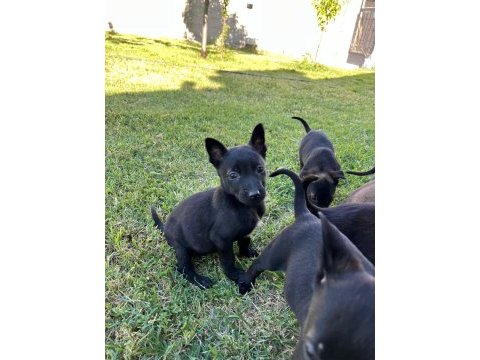 Safkan malinois yavrularımız