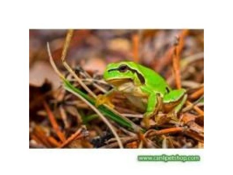 İthal green european kurbağa (hyla savignyi ) 1 ad 4-6 cm