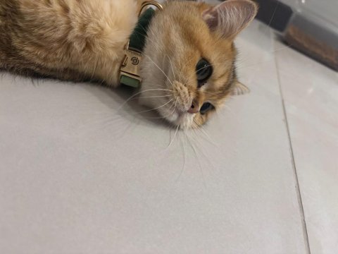Brıtısh shorthair 2,5 yaşında