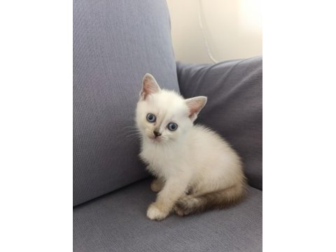 British shorthair mersin tarsus cüzi ücretli
