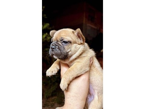 Egzotik merle flufy french yavruları