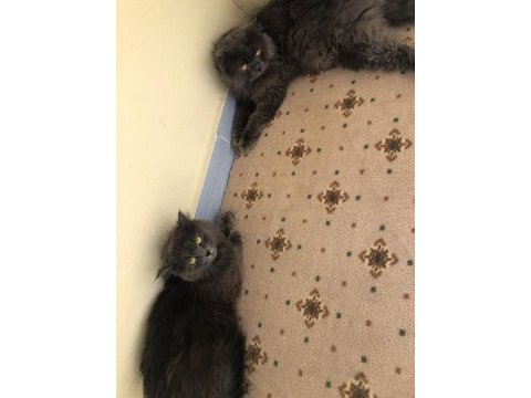 British longhair acil sahiplendirilecektir