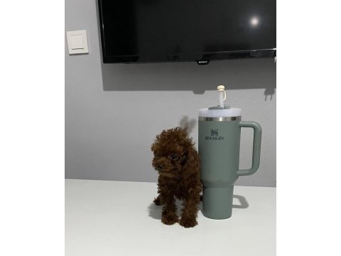 Teacup poodle kore