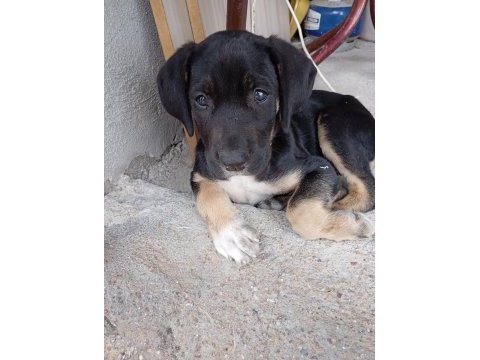 Cane corso rottweiler kırması