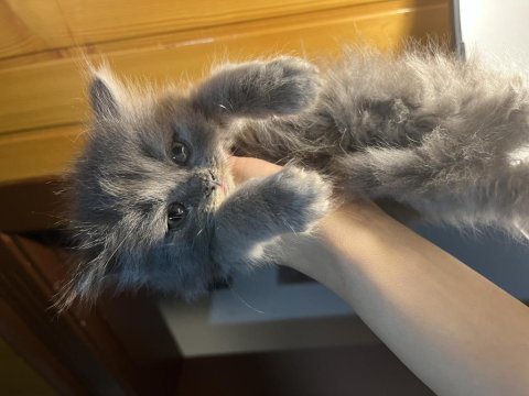 British longhair kedimiz