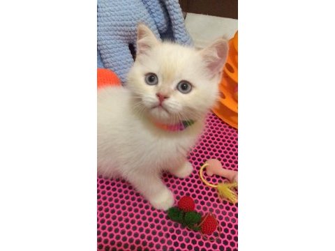 Bebeklik sendromu istemeyene british shorthair