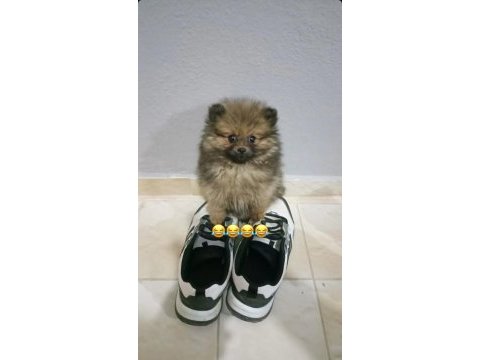 2.5 aylık atı surat pomeranian
