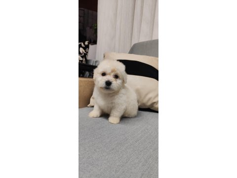 Moltipoo sıfır boy son 1 yavrumuz