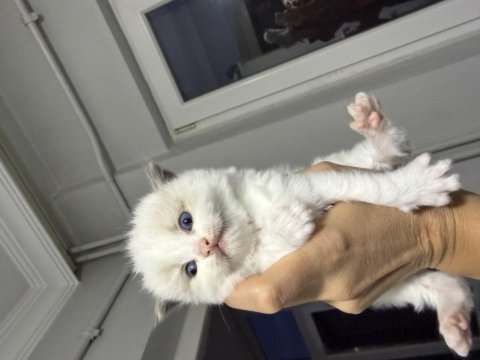 Ragdoll yavrular