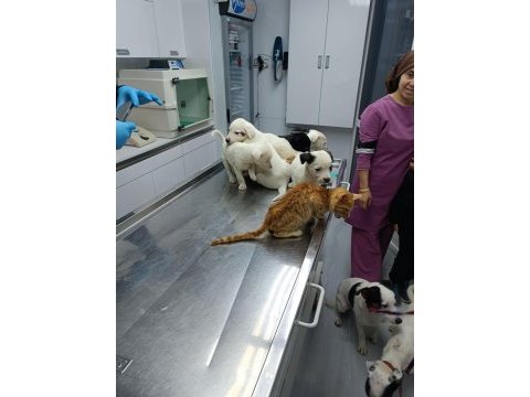 40 günlük jack russell köpekler