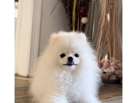 Pomeranian boo yavru eğitimli