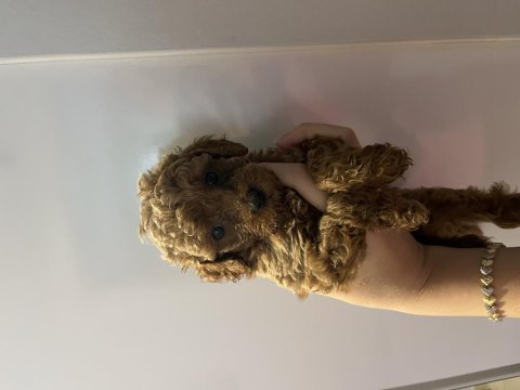 Toy poodle yavru köpeğimiz