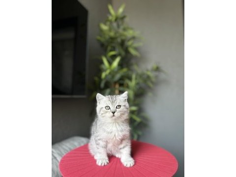 Teslime hazır brıtısh shorthair yavrularım 