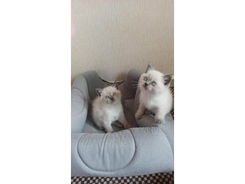 Mavi gözlü koca kafalı bluepoint british shorthair yavruları