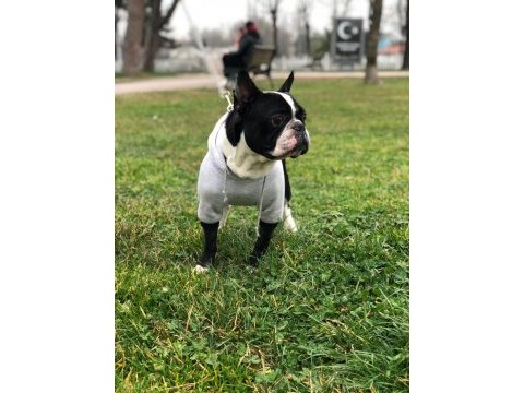 French bulldog çocuklarımız ömürlük yuva arıyor