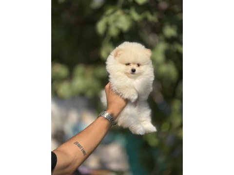 Tedy bear boo yavruları