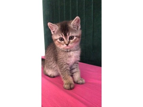 British yavru kedi